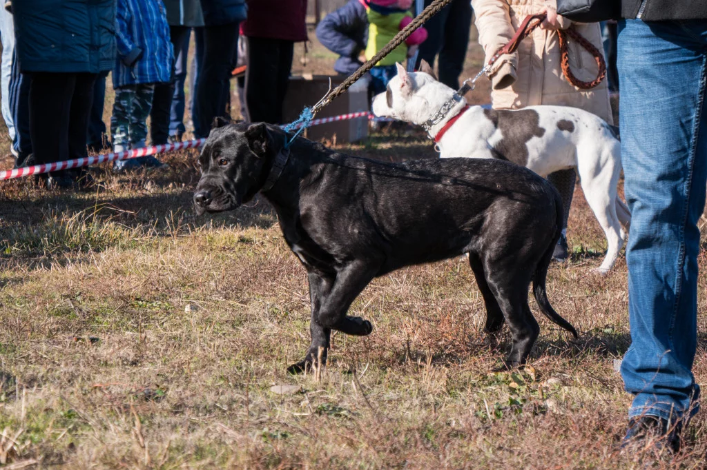 Выставка собак в «Гармонии» город Михайловск Ставропольский край. Фотоотчет