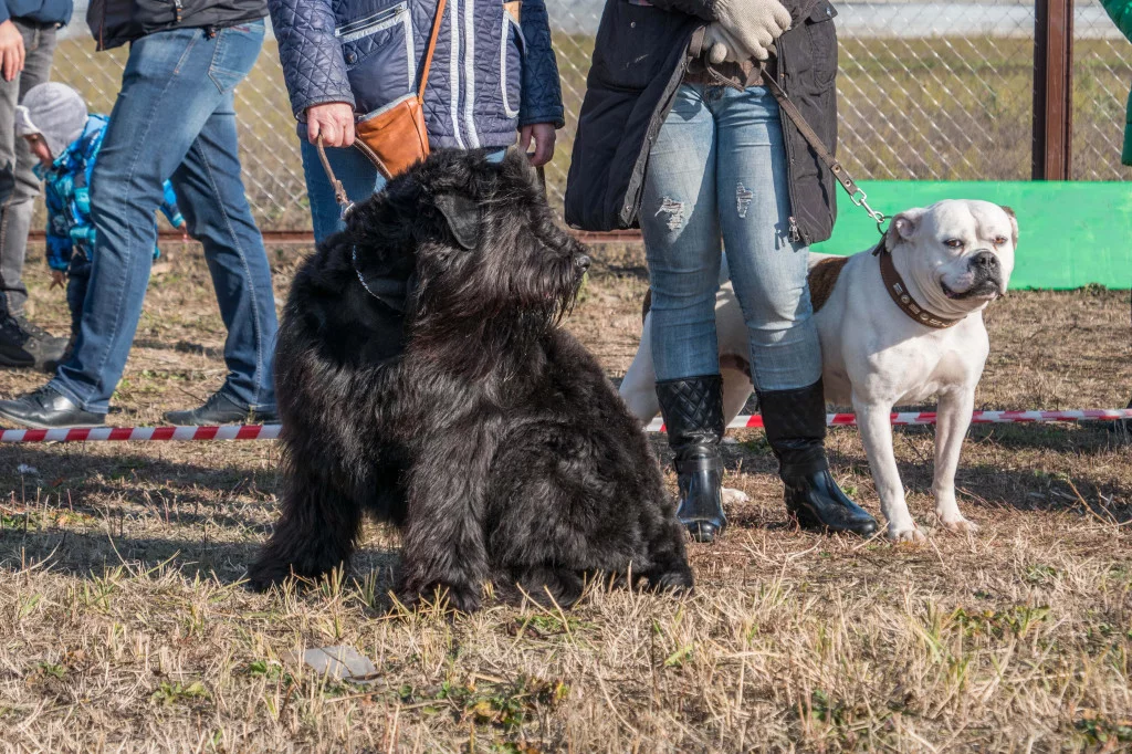 Выставка собак в «Гармонии» город Михайловск Ставропольский край. Фотоотчет