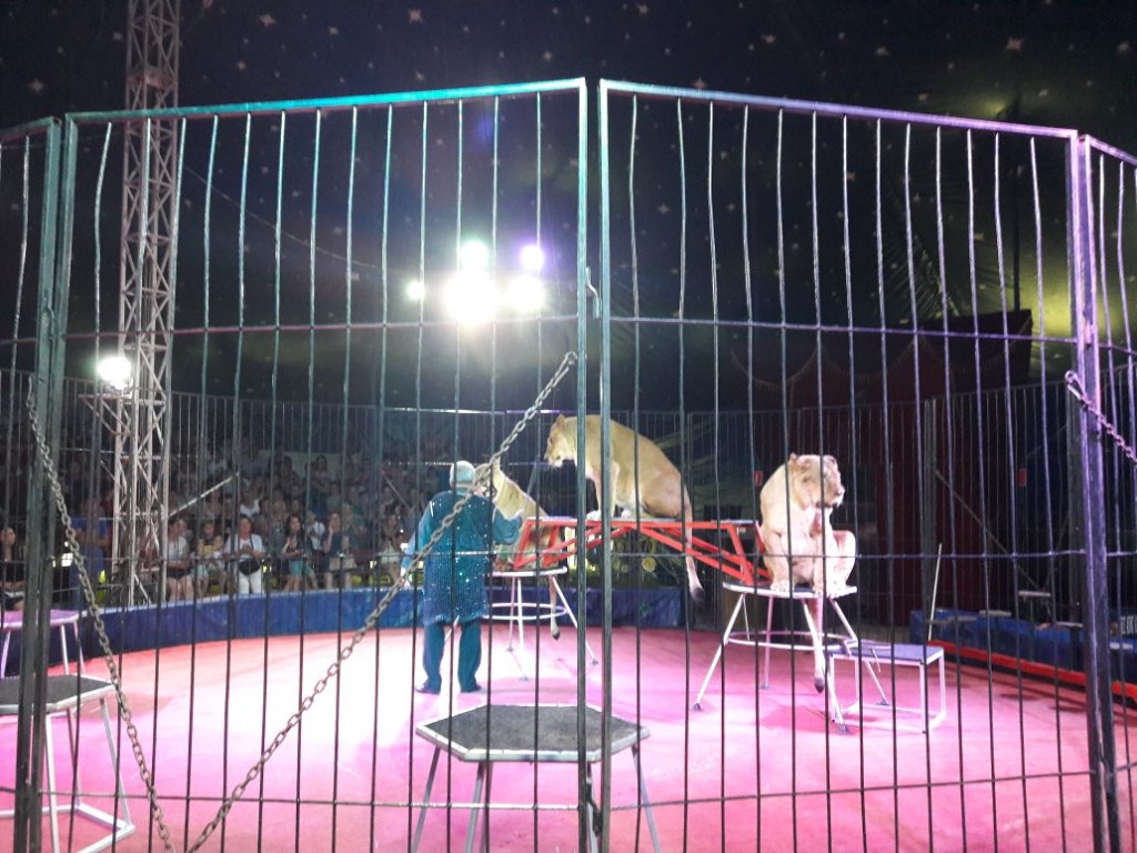 Шоу африканских львиц под куполом цирка Аркона
