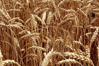 Пшеничное поле в "Гармонии", г. Михайловск