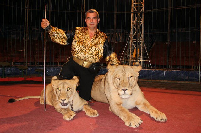Шоу африканских львиц цирк «Аркона»