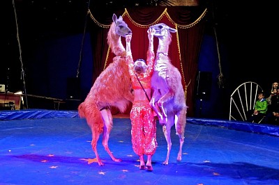 Фото Гармония | 14.11.2016 - Гастроли цирка «Огни Санкт-Петербурга» - 14