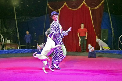 Фото Гармония | 14.11.2016 - Гастроли цирка «Огни Санкт-Петербурга» - 19