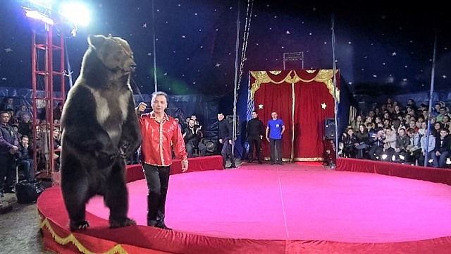 Первое представление цирка-шапито «Аншлаг» в Михайловске прошло как благотворительное